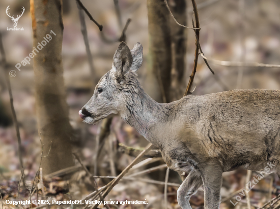 Capreolus capreolus