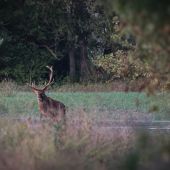 Cervus elaphus