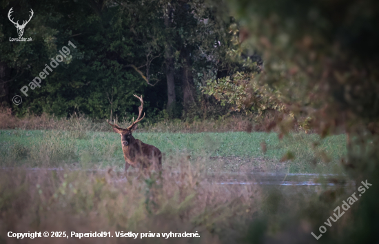 Cervus elaphus