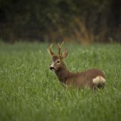 Capreolus capreolus