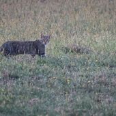 Felis silvestris
