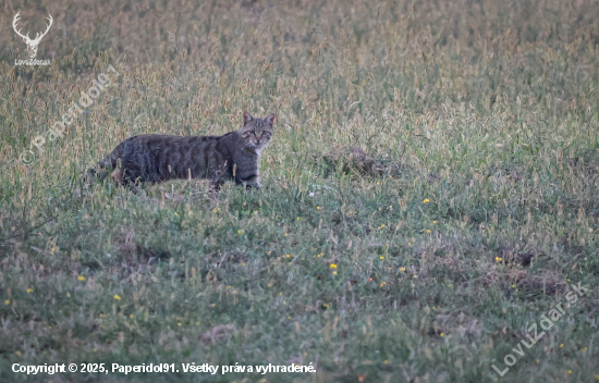 Felis silvestris