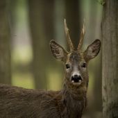Capreolus capreolus