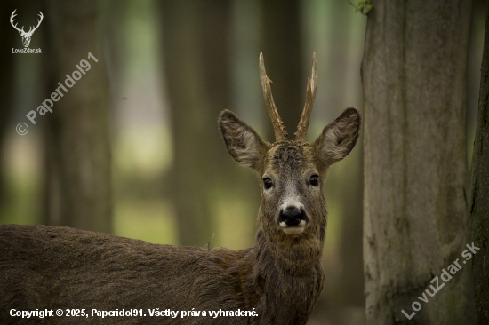 Capreolus capreolus
