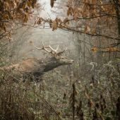 Cervus elaphus