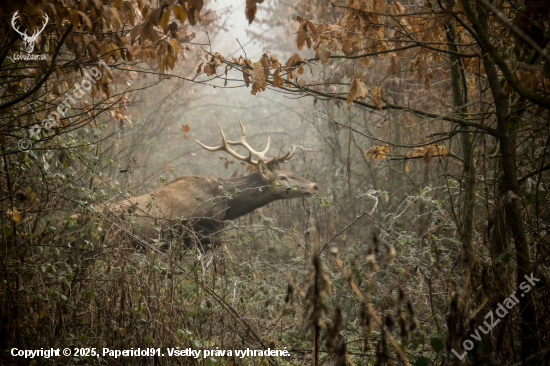 Cervus elaphus