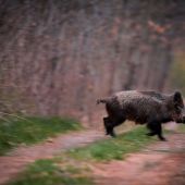 Sus scrofa