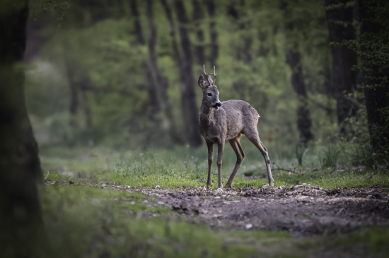 Srnec lesný