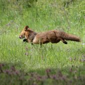 Vulpes vulpes