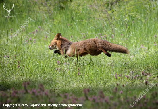 Vulpes vulpes