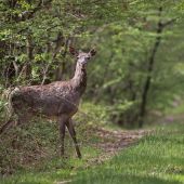 Cervus elaphus