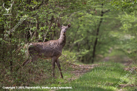 Cervus elaphus