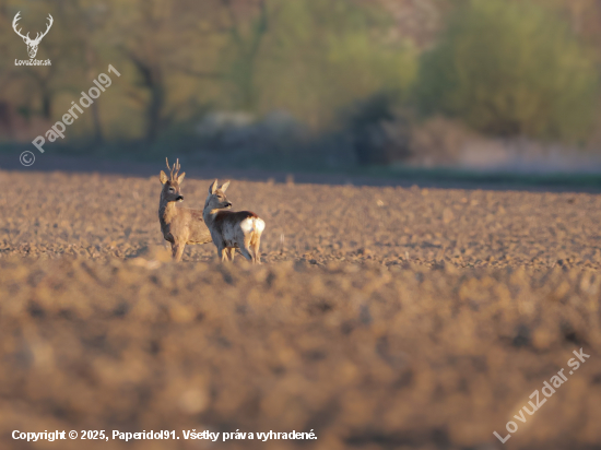 Capreolus capreolus