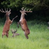 Cervus elaphus