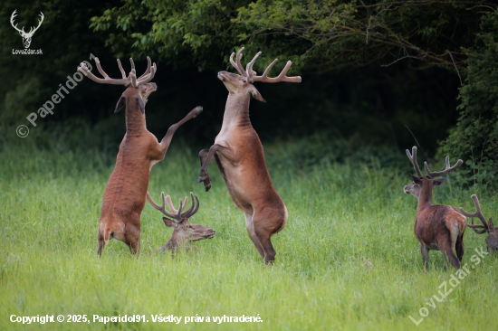 Cervus elaphus