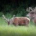 Cervus elaphus