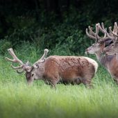 Cervus elaphus
