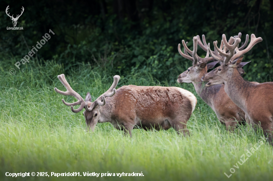 Cervus elaphus
