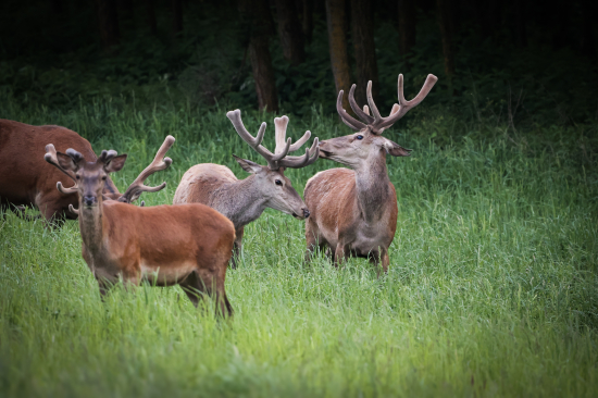 Jeleň lesný