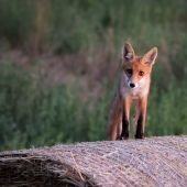 Vulpes vulpes