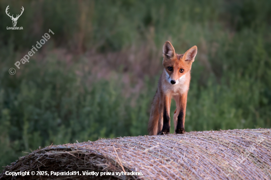 Vulpes vulpes