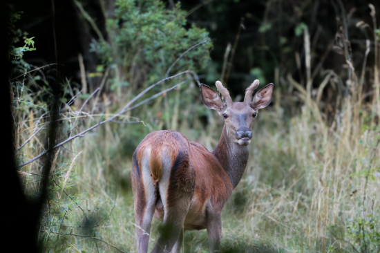 Cervus elaphus