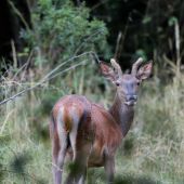 Cervus elaphus