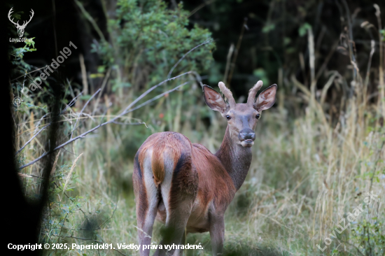 Cervus elaphus