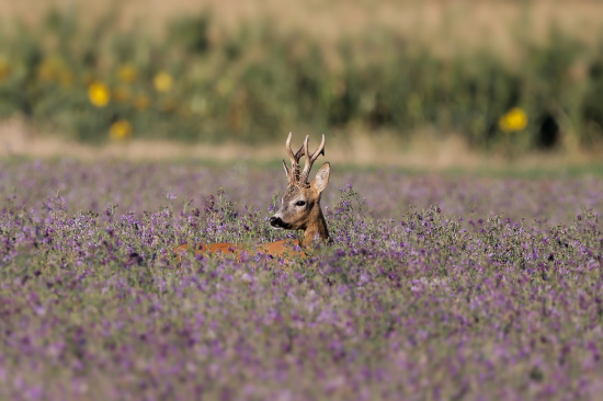Srnec v mori fialových kvetov