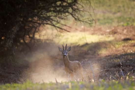 Ranný návštevník