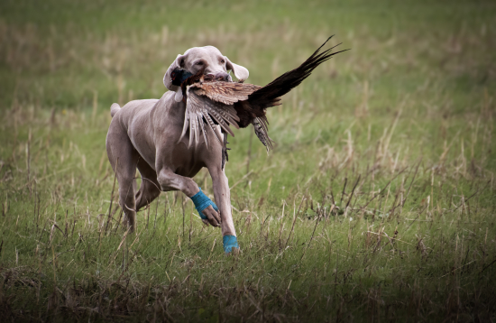 Hrdý návrat s korisťou