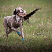 Hrdý návrat s korisťou