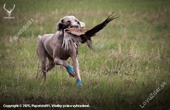 Hrdý návrat s korisťou
