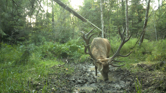 V prasličkovom zátiší