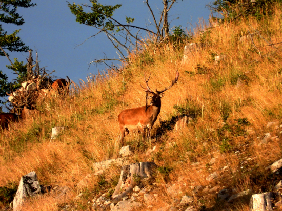 Vo večerných lúčoch