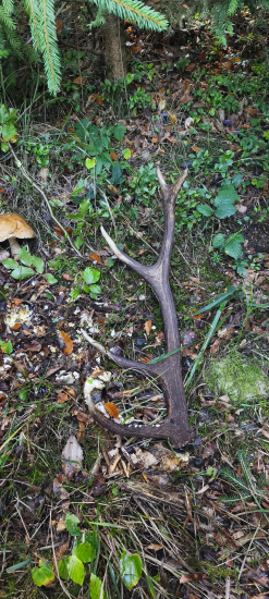 Tohtoročný v prerezavke