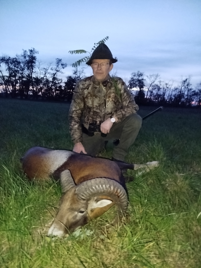 Muflonia ruka zacina