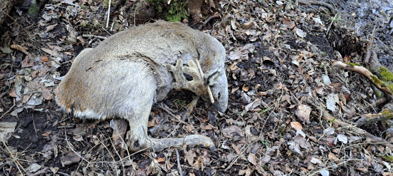 Skoro ešte teply ráno musel uhynut