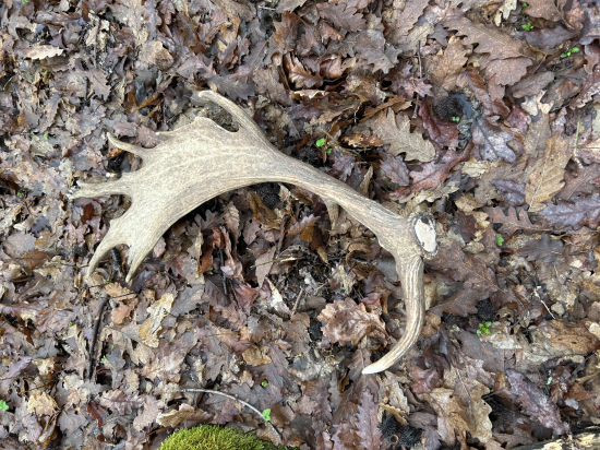 Konečne sa pošťastilo