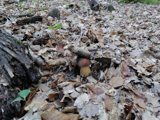 Vianočná kapustnica už istená