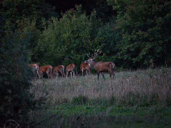 Nezabudnuteľná ruja