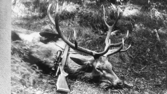 Vidlový desaťtorák