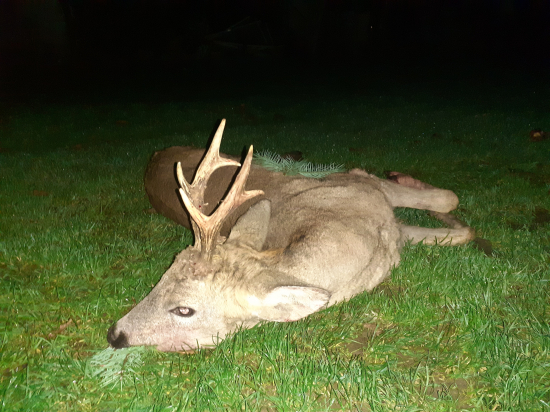 môj srnec, 3 veková trieda