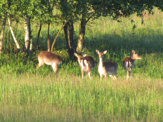 danielky pri východe slnka