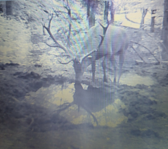 Smëd nep..14 toraka