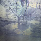 Smëd nep..14 toraka