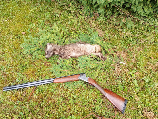 Psík medvedikovity a rozsiahla prašivina