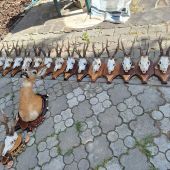 Čistenie trofejí