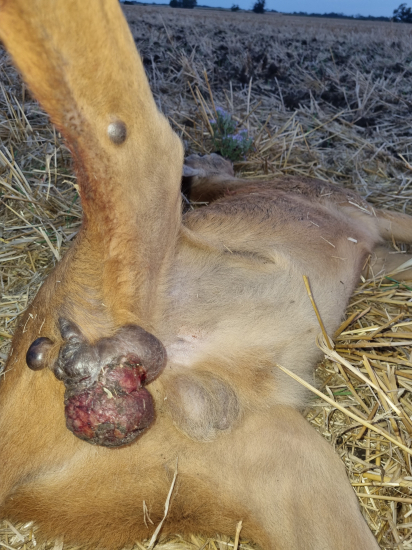 Fibropapiloma vírus.