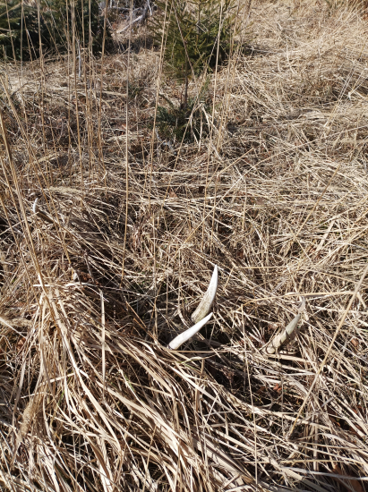 Už sa tlačí zo zeme